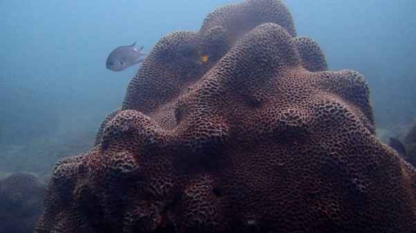 跟深圳大鹏珊瑚保育志愿者夜潜海底:蹲守4天首次拍到珊瑚排卵